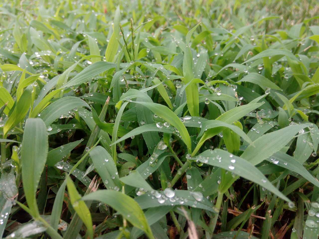 沥青灌缝胶,雨中回忆,雨后小草